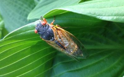 Spiritual Connections – Cicadas and Possibilities (May 2021)
