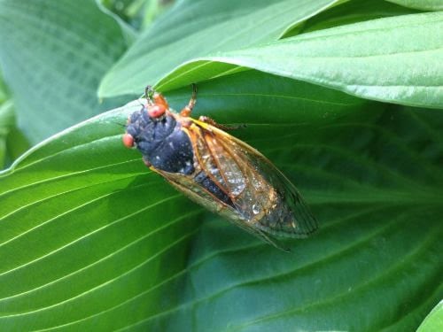 Spiritual Connections – Cicadas and Possibilities (May 2021)
